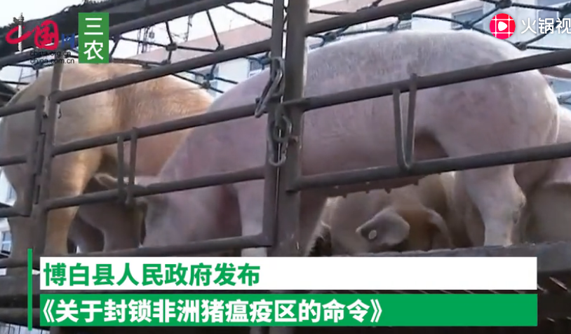 广西玉林博白县非洲猪瘟疫区解除封锁