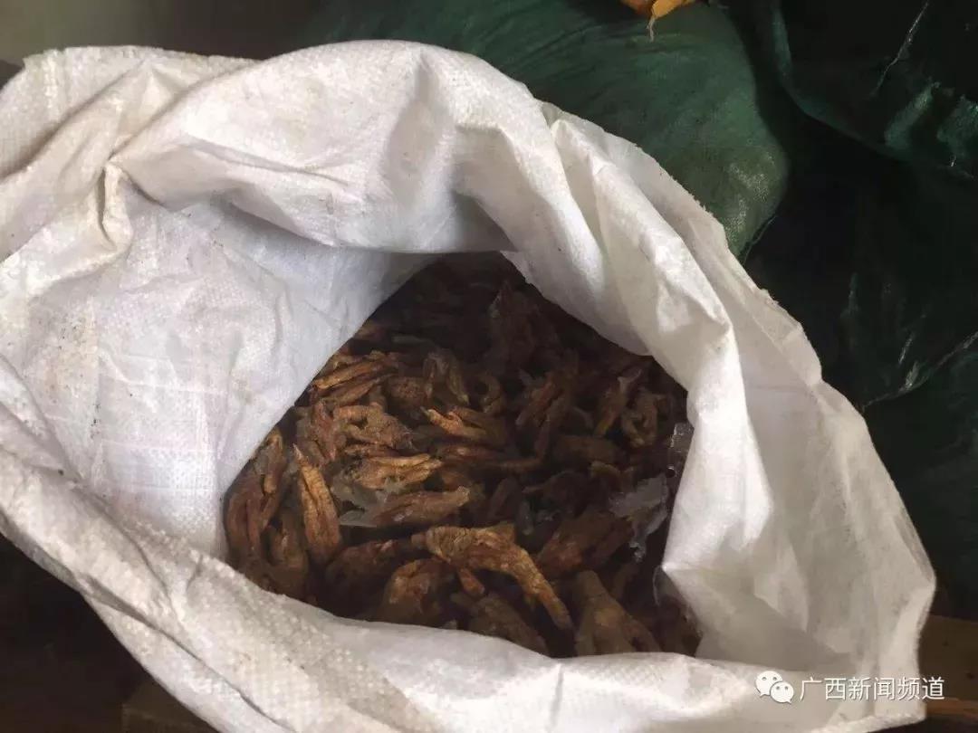 猪好多