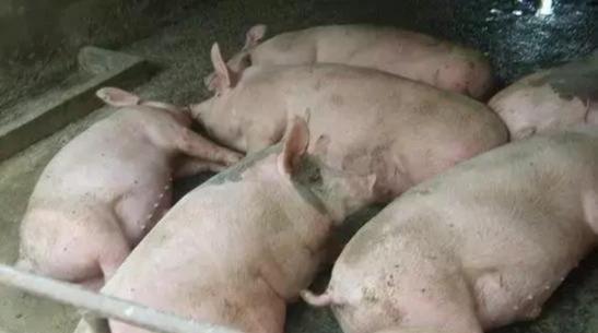 未来什么样的猪农和养殖场会赚钱？产业化养殖大势不可阻挡！
