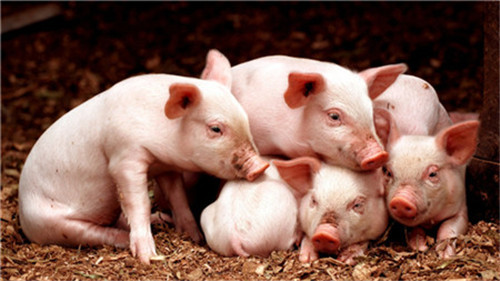 截止7月全国生猪存栏损失近60%，7月全国猪价再涨，广西大涨6成