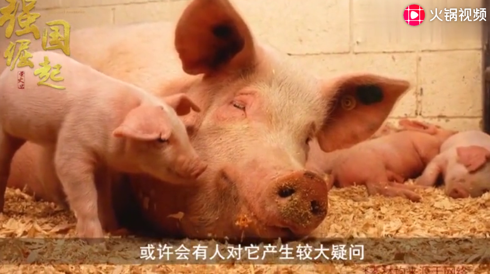 安徽的公猪，13年里繁衍后代高达1.8万头，令人赞叹