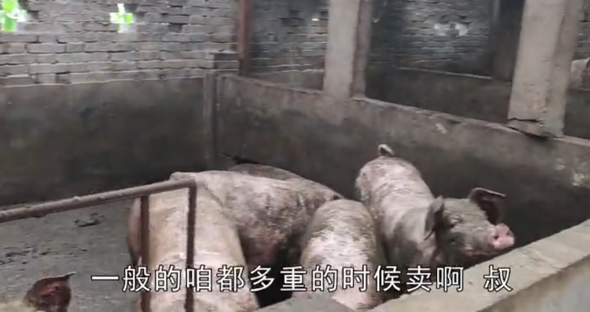 农村猪肉涨价了，一头猪400斤重，卖掉能挣多少钱