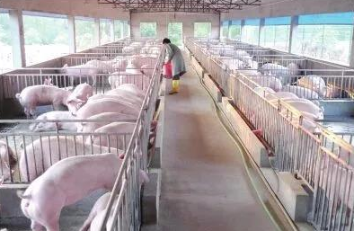 美媒：中国猪肉供应减少，鸡肉脱颖而出价格创新高