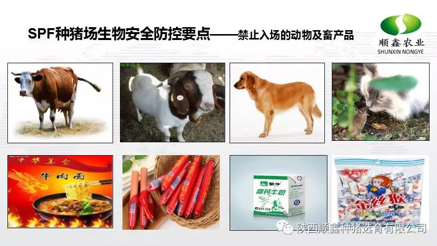 猪好多网