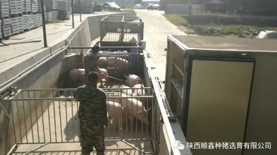 猪好多网