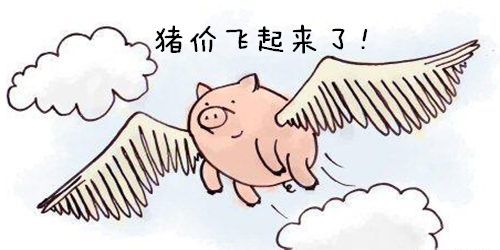 8月2日全国生猪价格主线稳定，南方一路飘红，北方上涨乏力！