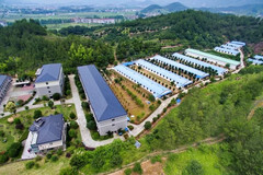天邦股份：猪价正处于上升期 压栏控制一下节奏