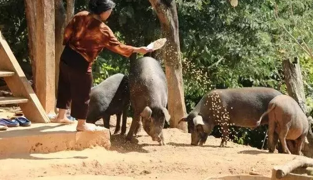缅甸小镇生猪病死