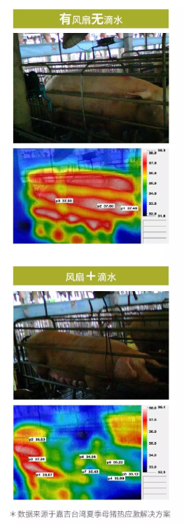 猪好多网