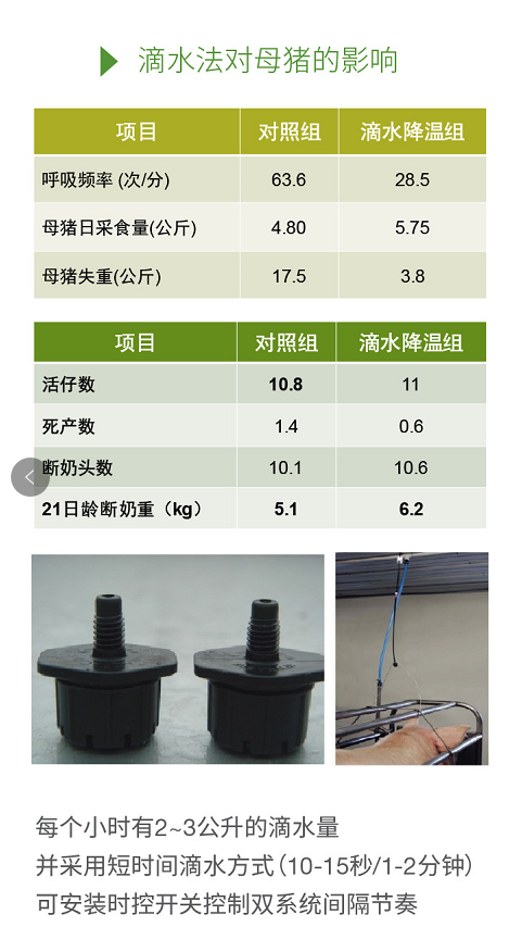 滴水降温对母猪的影响