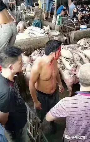猪好多