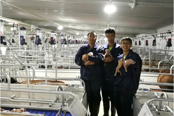 黑龙江省勃利天兆4800头种猪场养殖设备招标公告
