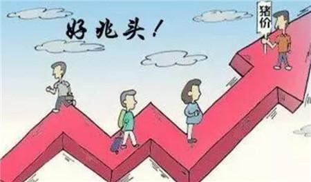 8月6日全国生猪价格向好，8月加速上涨，广西突破12元/斤！