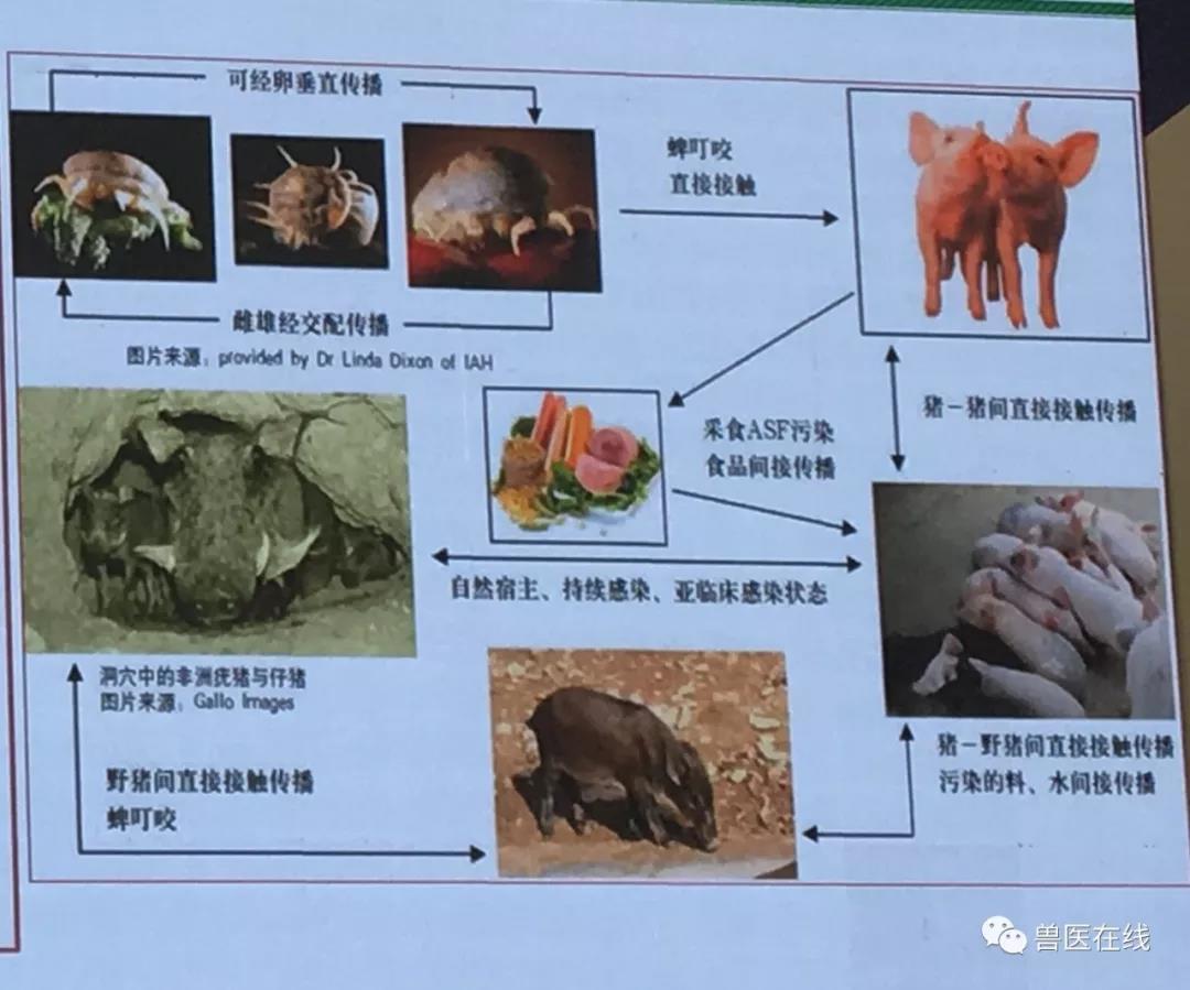 　非洲猪瘟主要传染途径