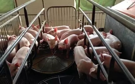 母猪批次化生产管理在我国养猪业转型升级中应用的探讨