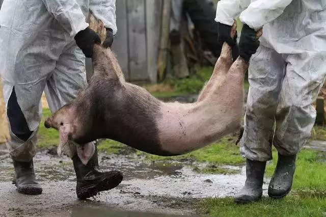 俄罗斯预计2019年非洲猪瘟爆发达10年来最少