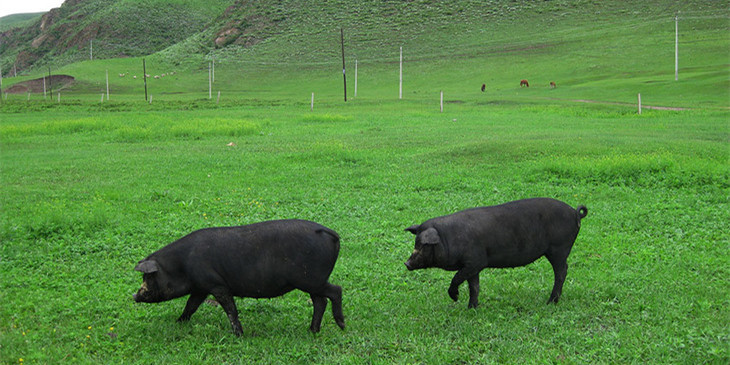 海南儋州1000万元专项资金扶持养猪 扩繁本地儋耳黑香猪