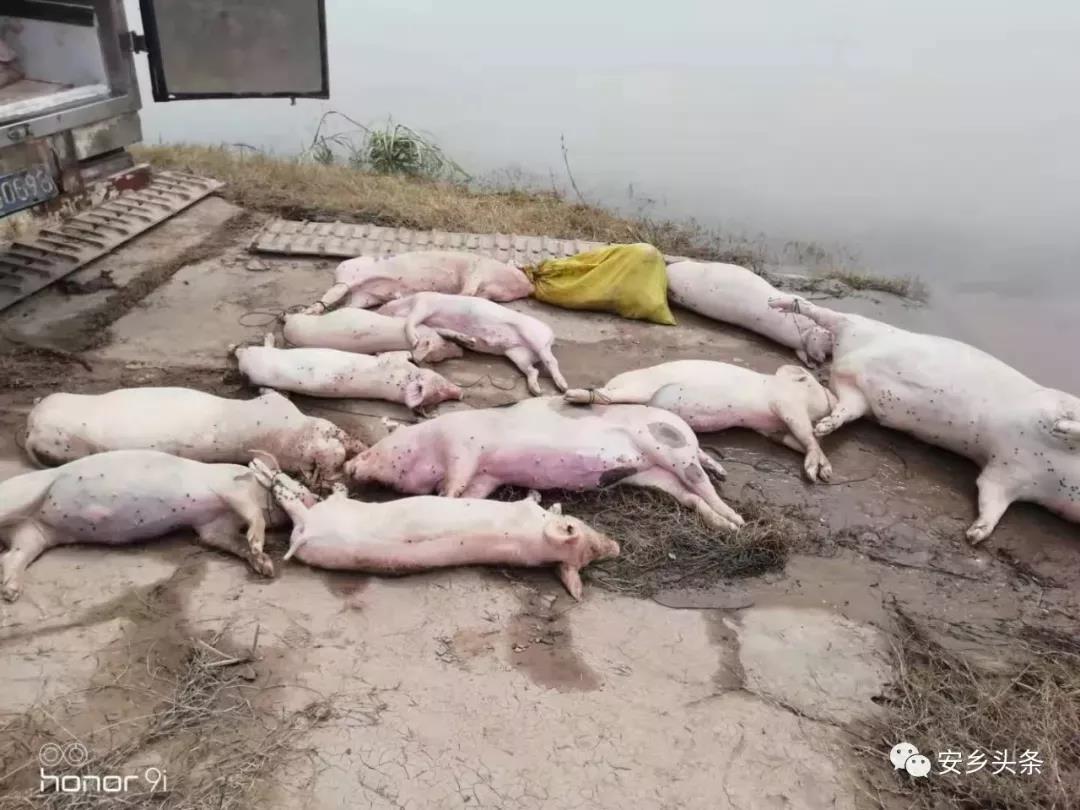 　河道漂浮的死猪