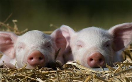 8家中小型猪场复产2万多头！他们是这样做的…