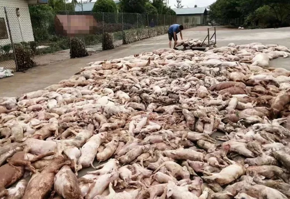 死猪