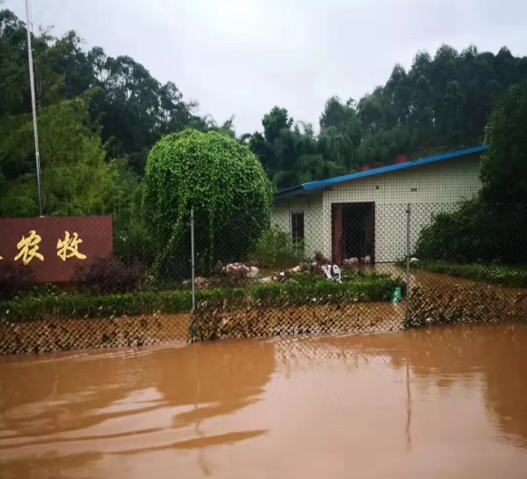 猪场遭水灾