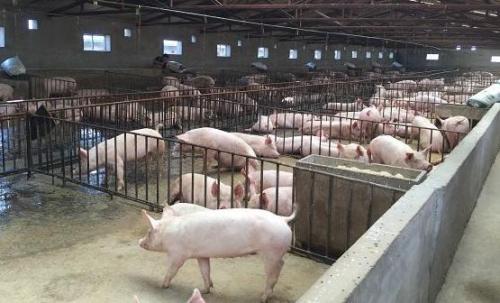 猪场生物安全怎么做？请收下这份猪场实用生物安全检查表