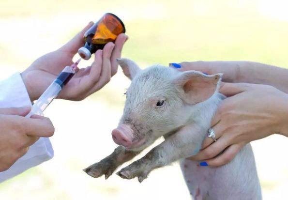 2-3年内猪价周期性上涨，非瘟候选疫苗仅完成实验室评价，别上当