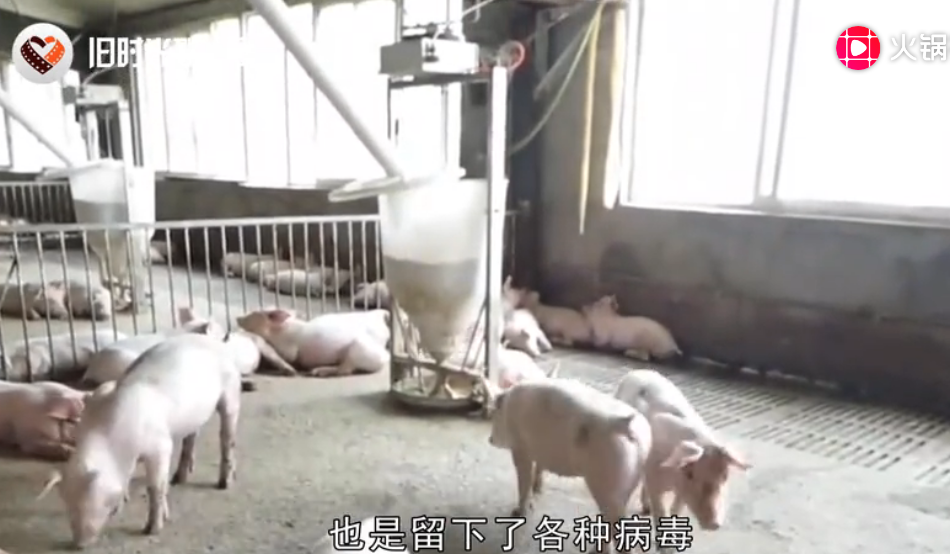 猪肉涨价，但是养猪人却在减少，如何重树信心、重建生猪养殖业