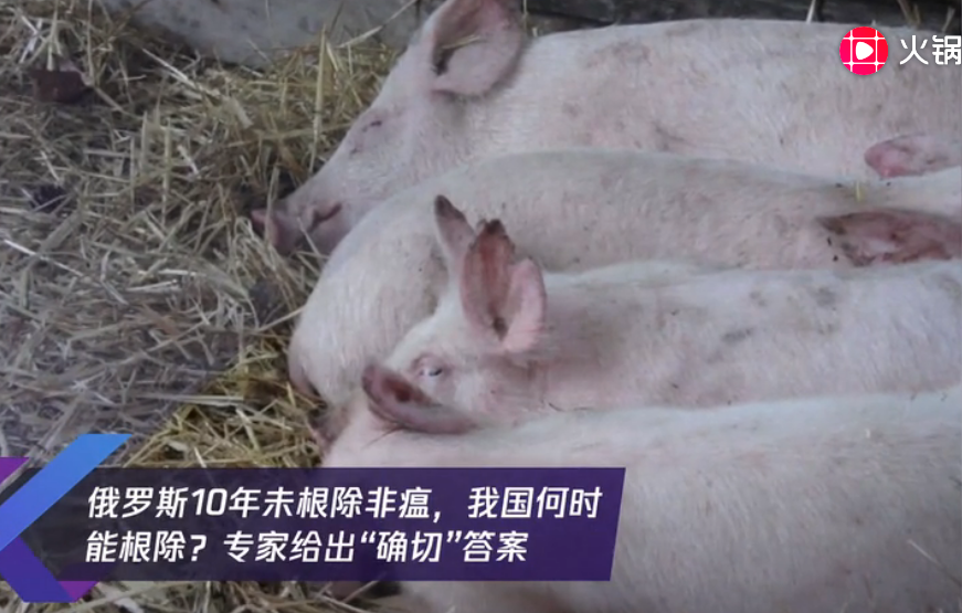 我国非瘟疫情已经稳定？俄罗斯10年未根除，我国何时能根除？