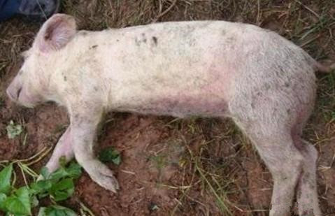 猪中毒死亡症状图片图片