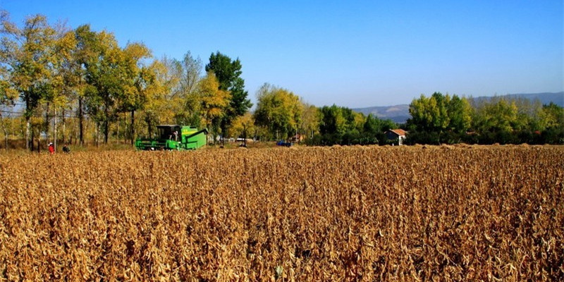 8月玉米豆粕供需报告：利多美豆大跌 国内豆粕又是如何应对？