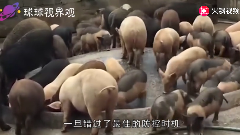 非洲猪瘟卷土重来，为何在中国传播这么快？四个原因不得不提