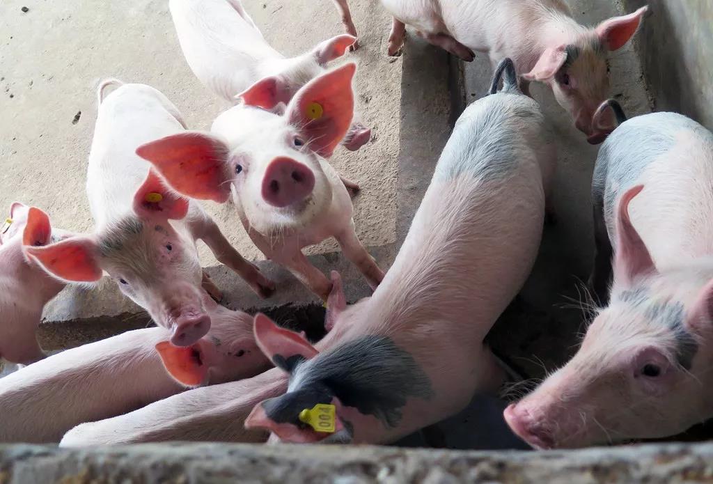  非洲猪瘟爆发一周年 亚洲近500万头猪丧生