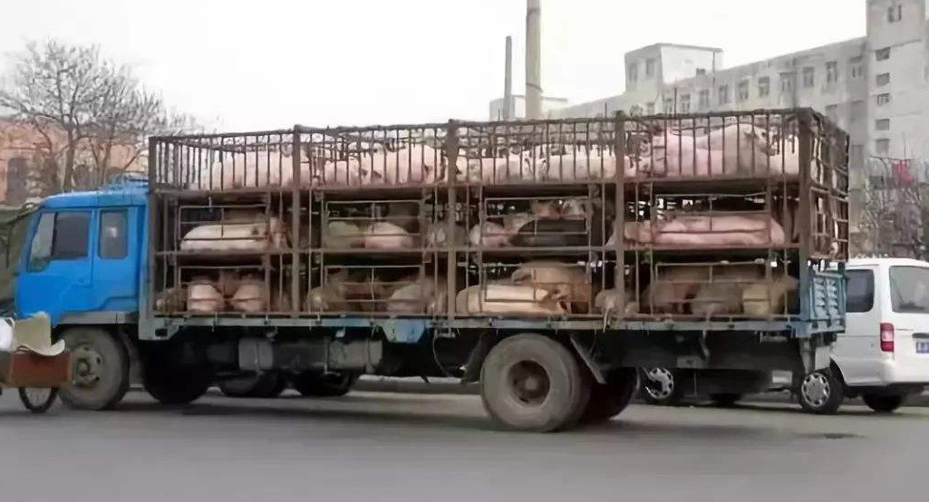 广西西林：非法运输未经检疫生猪，两名男子被刑拘