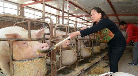 生猪养殖户补栏积极性提高，多家养猪龙头正建设大型养猪场！