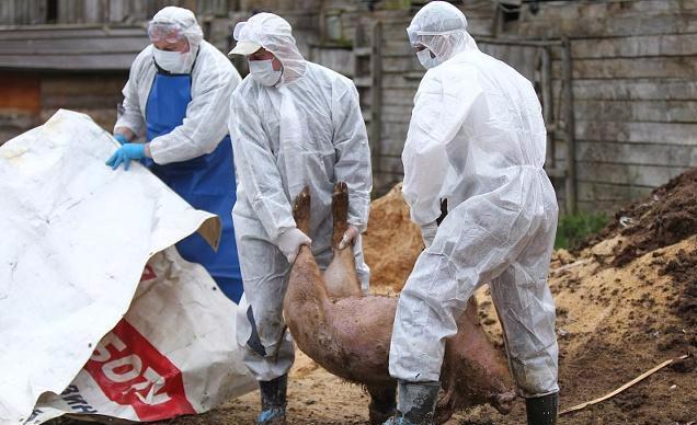 塞尔维亚发生非洲猪瘟疫情
