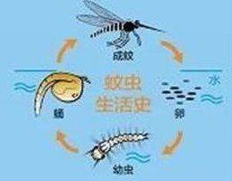 蚊虫生活史