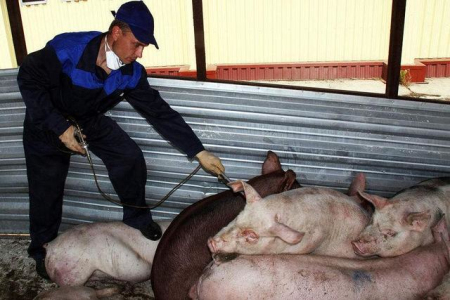 摩尔多瓦奇米什利亚区发生一起非洲猪瘟疫情