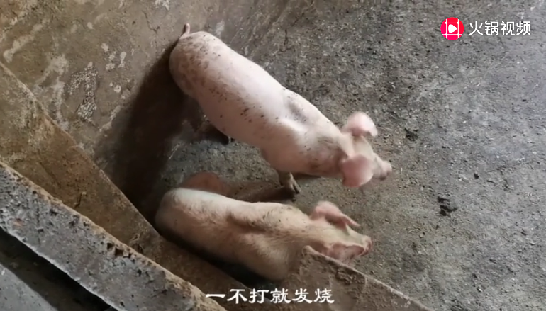 养殖户买回猪贩子10头小猪，第二天就死掉8头，很难活下去！