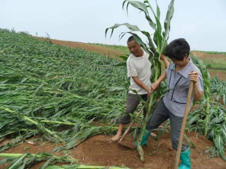 台风“利奇马”对玉米生产影响及灾后恢复技术指导意见