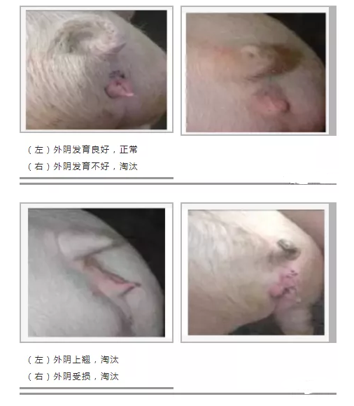 母猪外阴发育对比