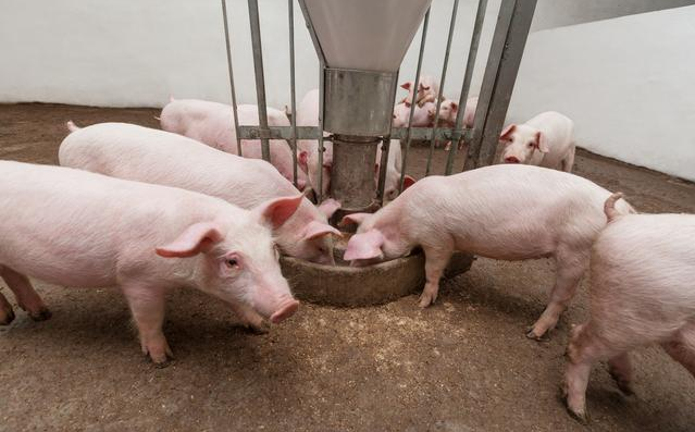 风口上的猪：生猪养殖上市公司扩产潮下的“危”与“机”