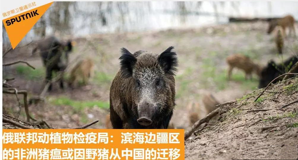 俄联邦动植物检疫局：滨海边疆区的非洲猪瘟或因野猪从中国的迁移