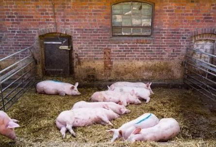 黑龙江生猪生产实现恢复性发展，预计年底可出栏生猪1760万头左右