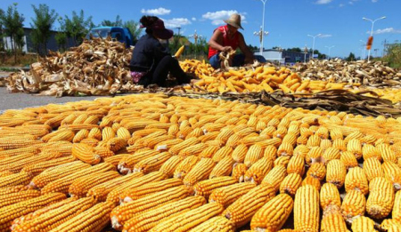 临储玉米拍卖：成交终破2000万吨，少数品类需求旺盛