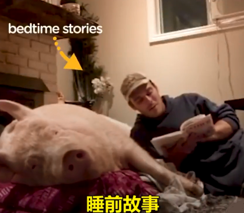 加拿大男子养了只假迷你猪，体重直奔600斤，睡前要听故事