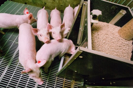 小型猪场要赚钱，科学养猪很关键，分享一些实用养猪技术！