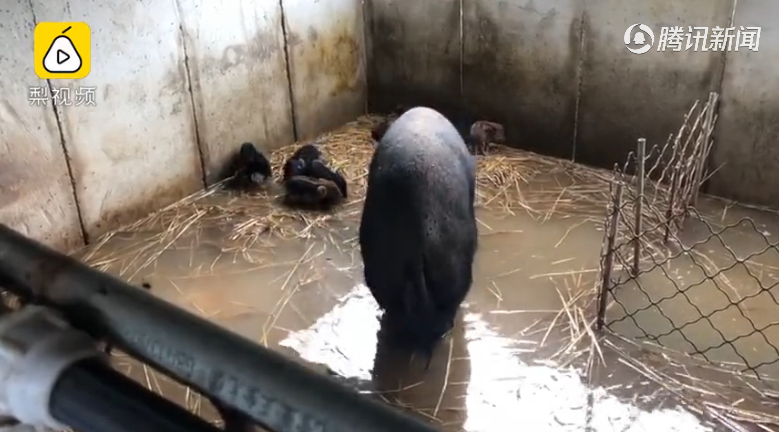 “难产”辽宁一猪舍580头猪被淹，养殖户：20多头猪崽被水泡死