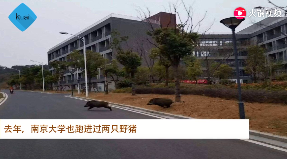 野猪闯入南京大学