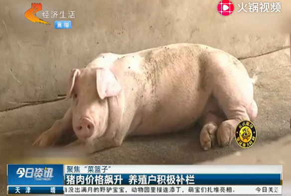 生猪供应不足，猪肉价格飙升，养殖户积极补栏